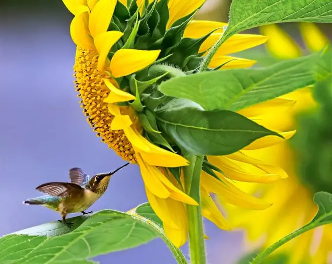 ¿A los colibríes les gustan los girasoles? – Aves y Flores