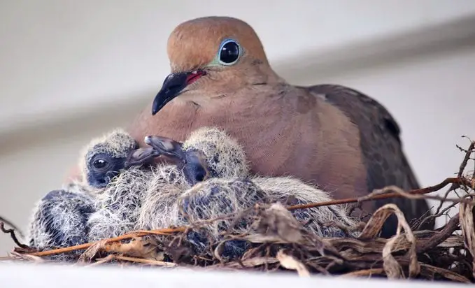 Todo sobre los huevos de la paloma huilota y las palomas huilotas bebés