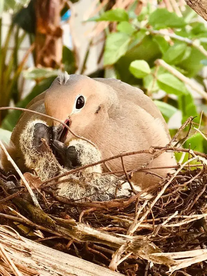 Todo sobre los huevos de la paloma huilota y las palomas huilotas bebés