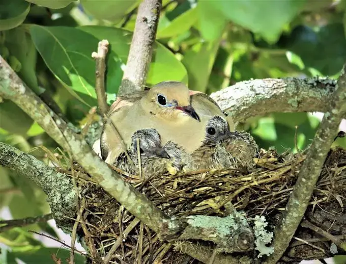 Todo sobre los huevos de la paloma huilota y las palomas huilotas bebés