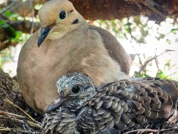 Todo sobre los huevos de la paloma huilota y las palomas huilotas bebés
