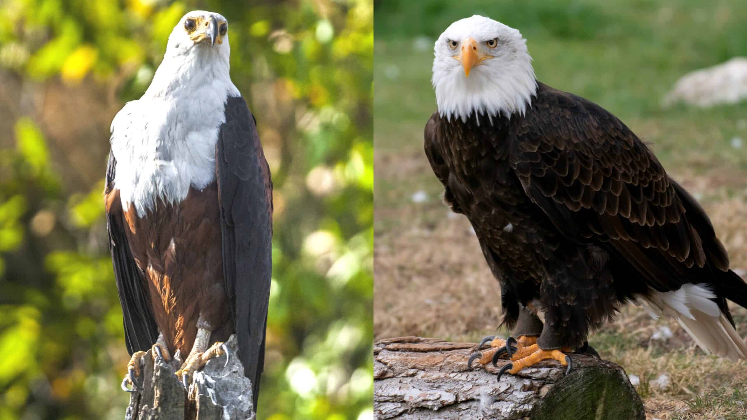 El águila pescadora africana vs el águila calva: sus diferencias