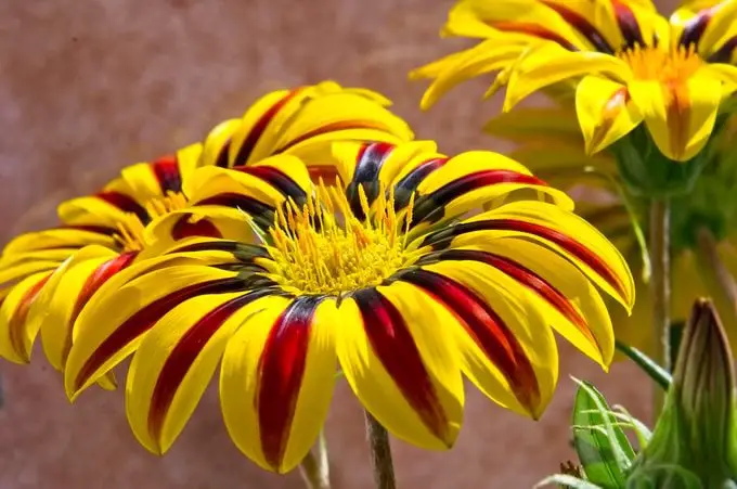 Las 10 mejores plantas para cultivar en suelos arenosos