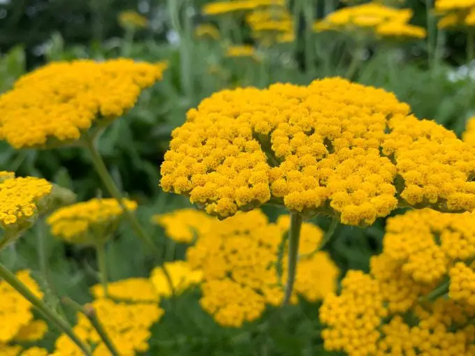Las 10 mejores plantas para cultivar en suelos arenosos