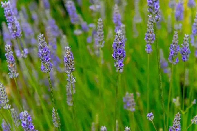 Las 10 mejores plantas para cultivar en suelos arenosos