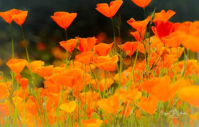 Las 10 mejores plantas para cultivar en suelos arenosos