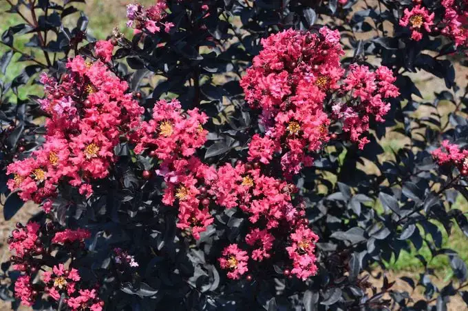 Las 10 mejores plantas para cultivar en suelos arenosos
