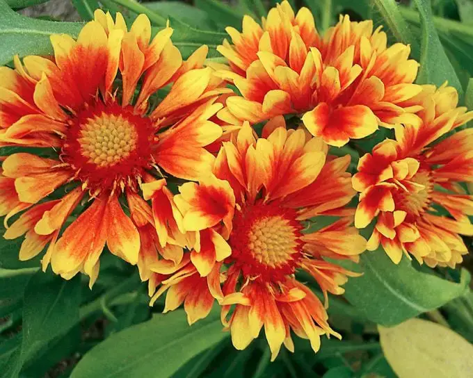 Las 10 mejores plantas para cultivar en suelos arenosos