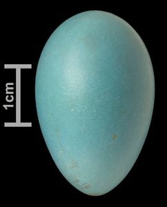 Identificar huevos de aves por color y tamaño