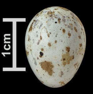 Identificar huevos de aves por color y tamaño