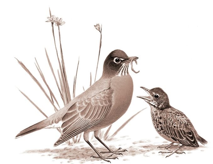 Identificar huevos de aves por color y tamaño