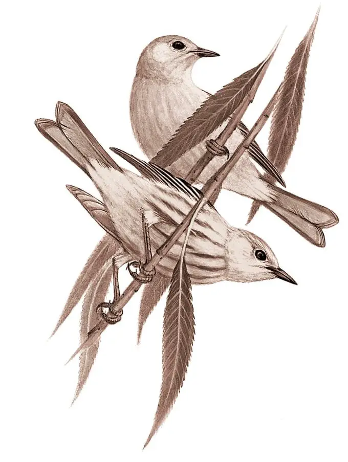 Identificar huevos de aves por color y tamaño