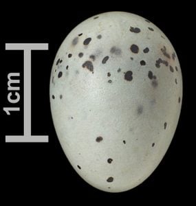 Identificar huevos de aves por color y tamaño