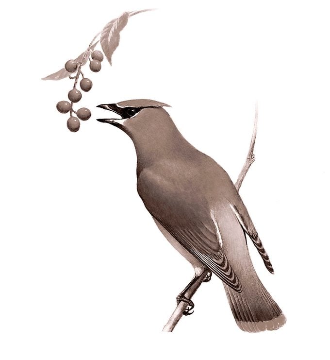 Identificar huevos de aves por color y tamaño