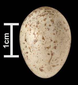 Identificar huevos de aves por color y tamaño