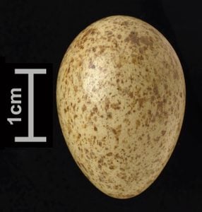 Identificar huevos de aves por color y tamaño