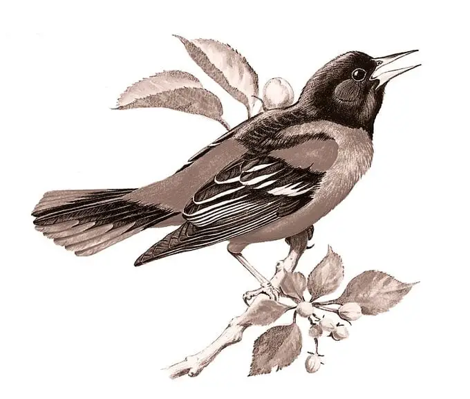 Identificar huevos de aves por color y tamaño