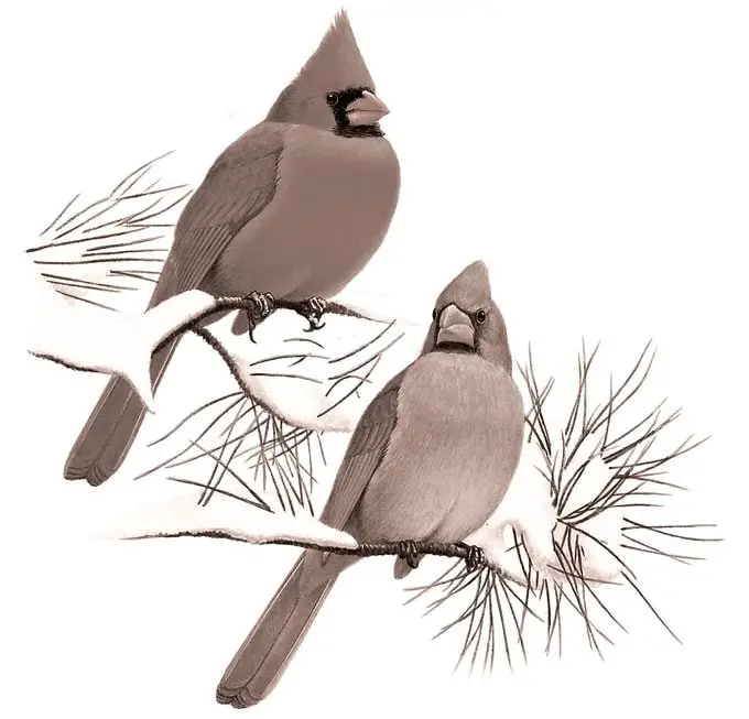 Identificar huevos de aves por color y tamaño