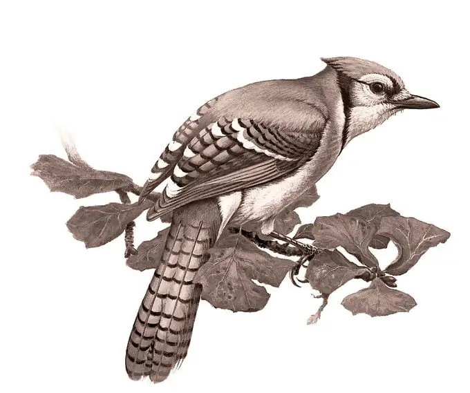 Identificar huevos de aves por color y tamaño