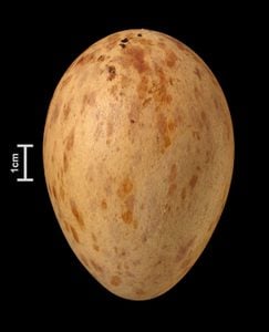 Identificar huevos de aves por color y tamaño