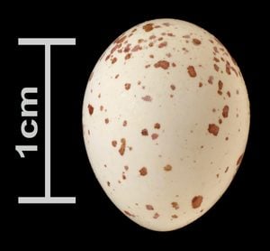 Identificar huevos de aves por color y tamaño