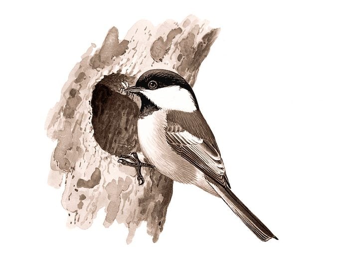 Identificar huevos de aves por color y tamaño