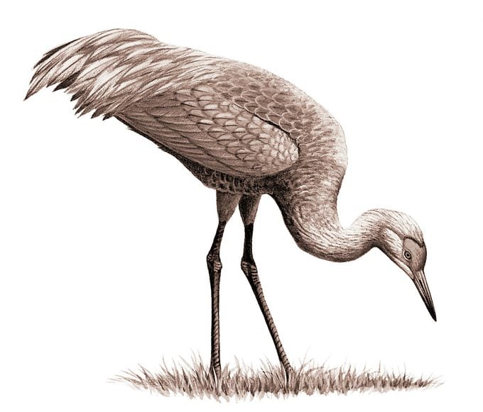 Identificar huevos de aves por color y tamaño