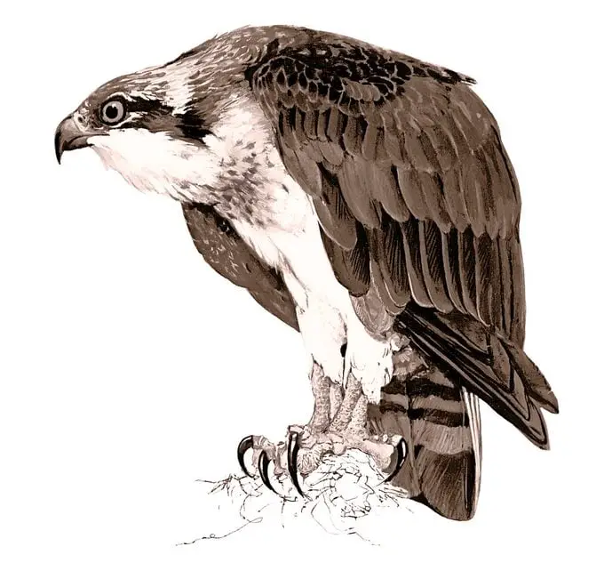 Identificar huevos de aves por color y tamaño