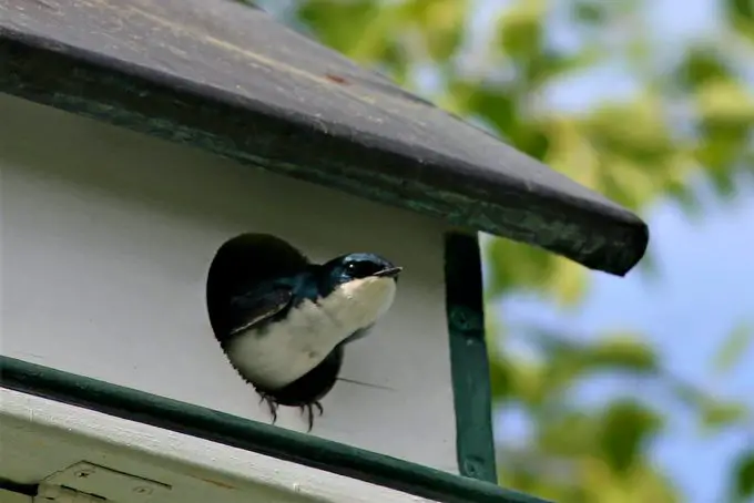 Cómo identificar y atraer una golondrina de árbol