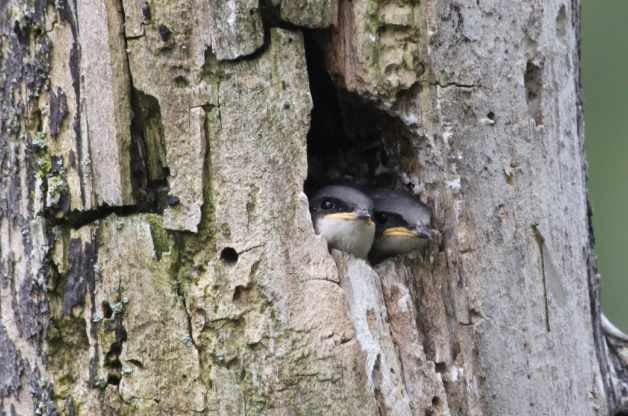 Cómo identificar y atraer una golondrina de árbol