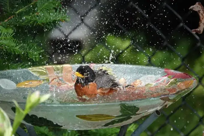 ¿Los avistamientos de pájaros petirrojos tienen significado?