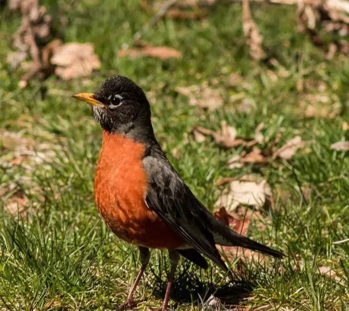 ¿Los avistamientos de pájaros petirrojos tienen significado?