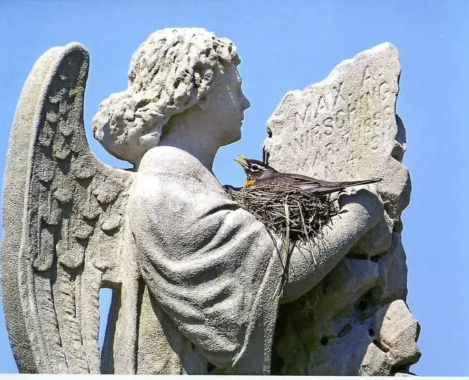 ¿Los avistamientos de pájaros petirrojos tienen significado?