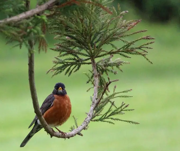 ¿Los avistamientos de pájaros petirrojos tienen significado?
