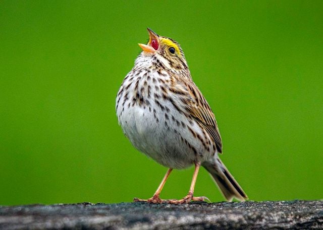 17 tipos de gorriones que debes conocer