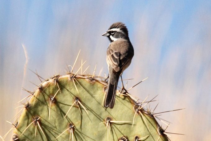 17 tipos de gorriones que debes conocer