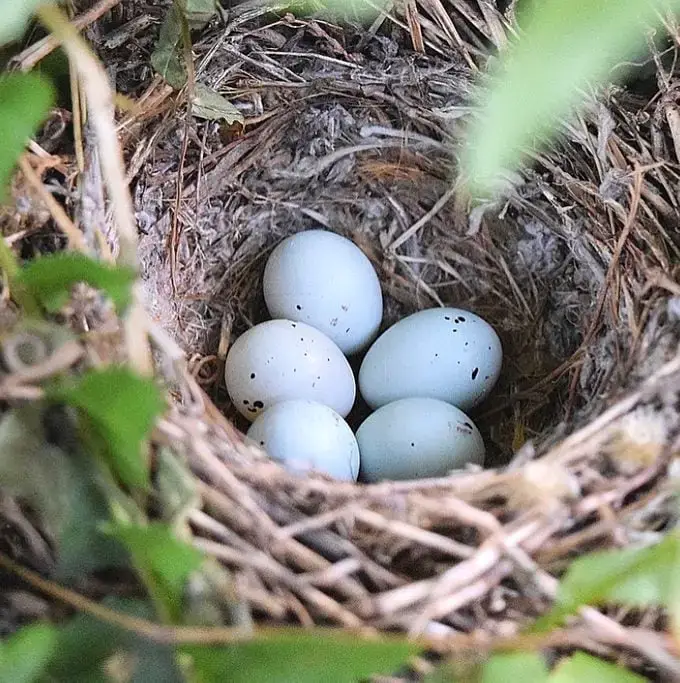 ¿Puedes mover un nido de pájaro cerca de tu casa?
