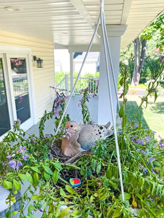 ¿Puedes mover un nido de pájaro cerca de tu casa?