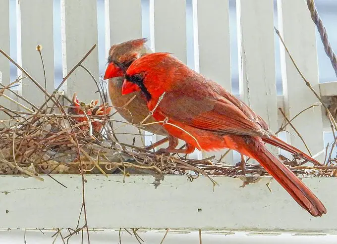 ¿Puedes mover un nido de pájaro cerca de tu casa?