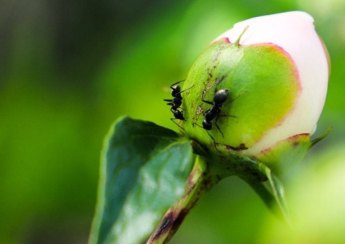 ¿Las peonías necesitan hormigas para florecer?