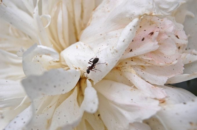 ¿Las peonías necesitan hormigas para florecer?