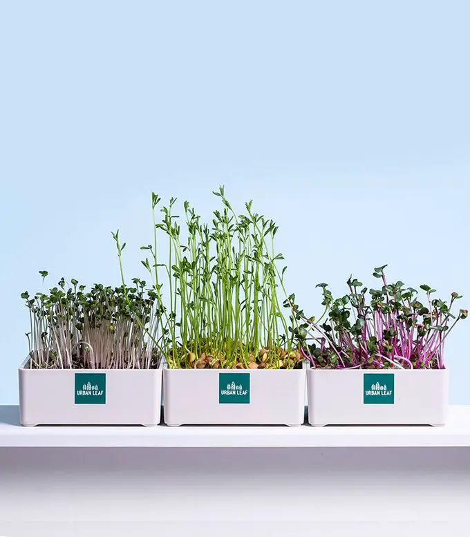 Las mejores opciones del kit Microgreens para cultivar en interiores
