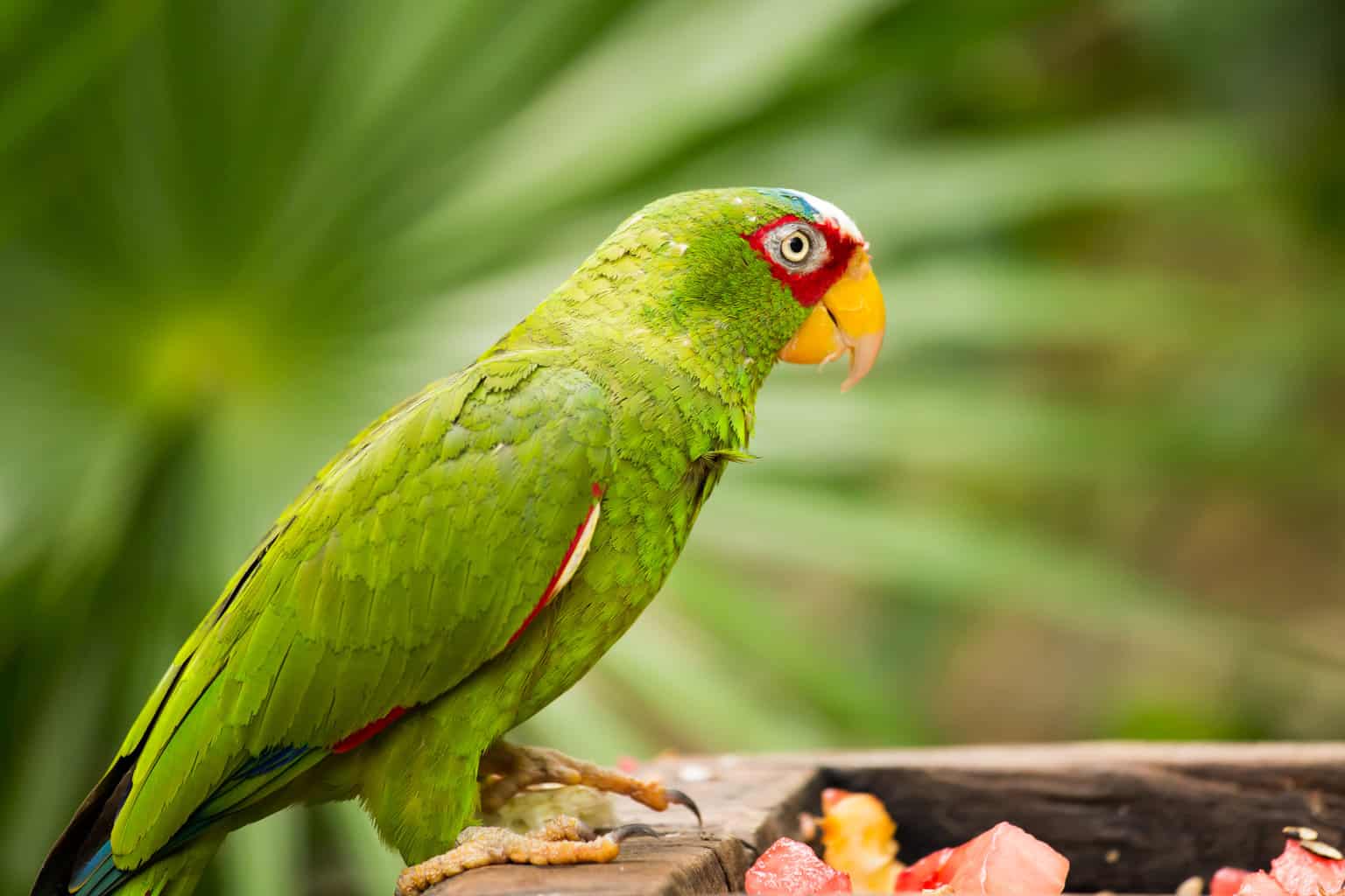 ¿Los halcones comen loros? (Variedades + Más)