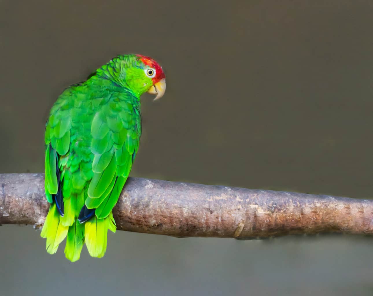 ¿Los halcones comen loros? (Variedades + Más)
