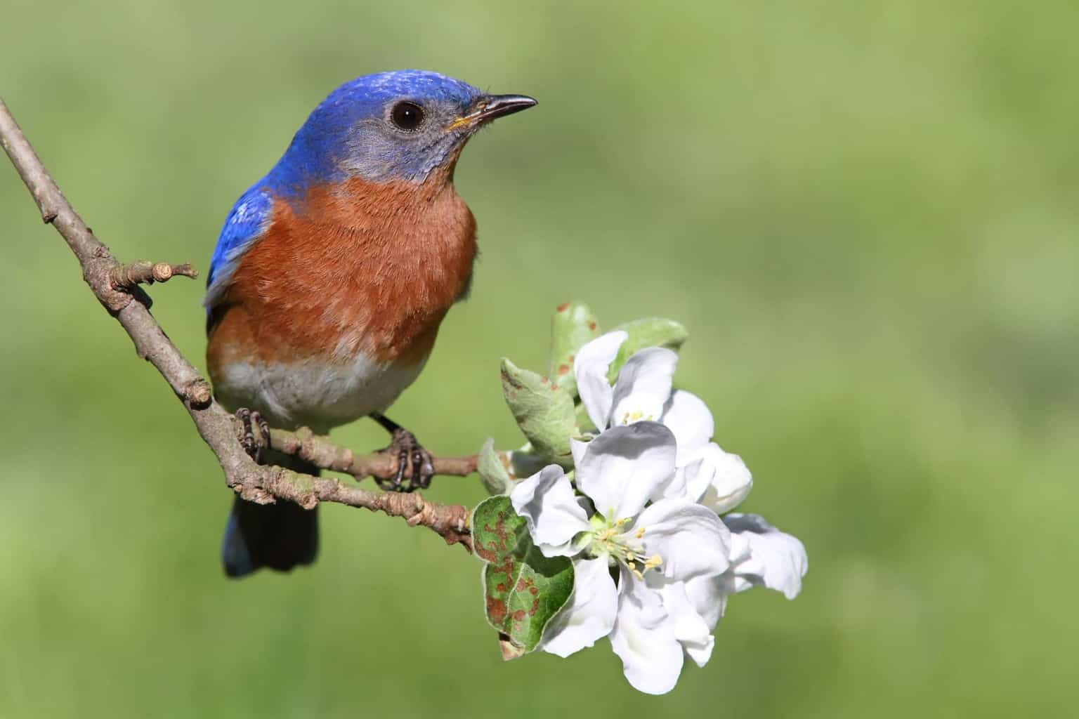 ¿Qué comen los pájaros azules? ¡Atráelos a tu jardín!