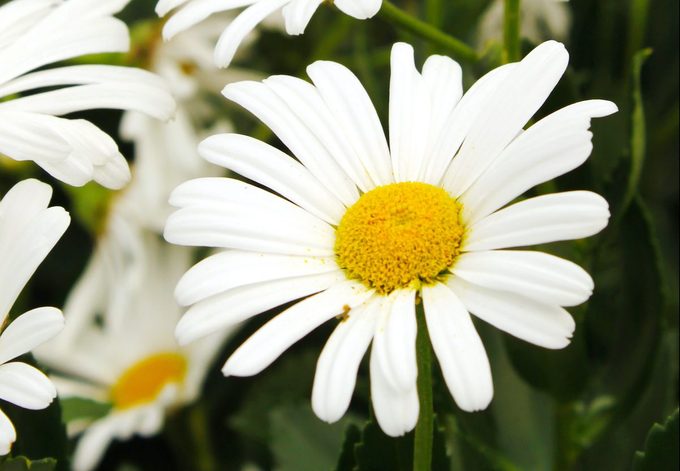 Cómo hacer crecer una margarita Shasta en tu jardín