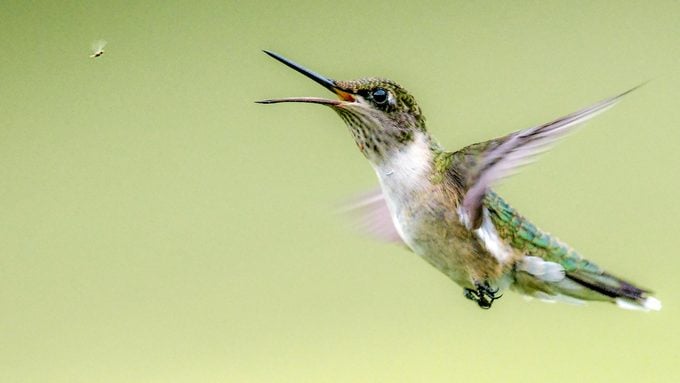 La frecuencia cardíaca del colibrí es increíblemente rápida