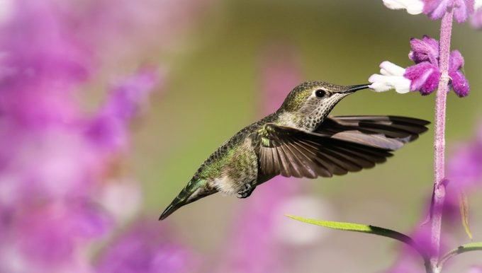 La frecuencia cardíaca del colibrí es increíblemente rápida