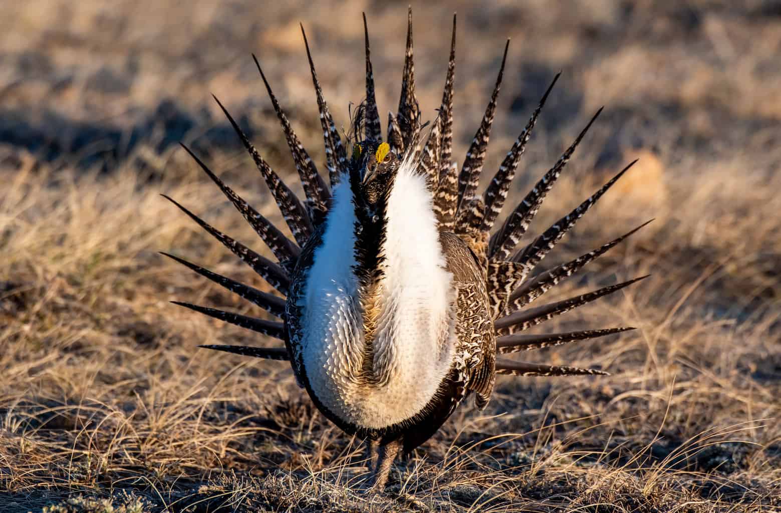 7 pájaros que parecen pavos