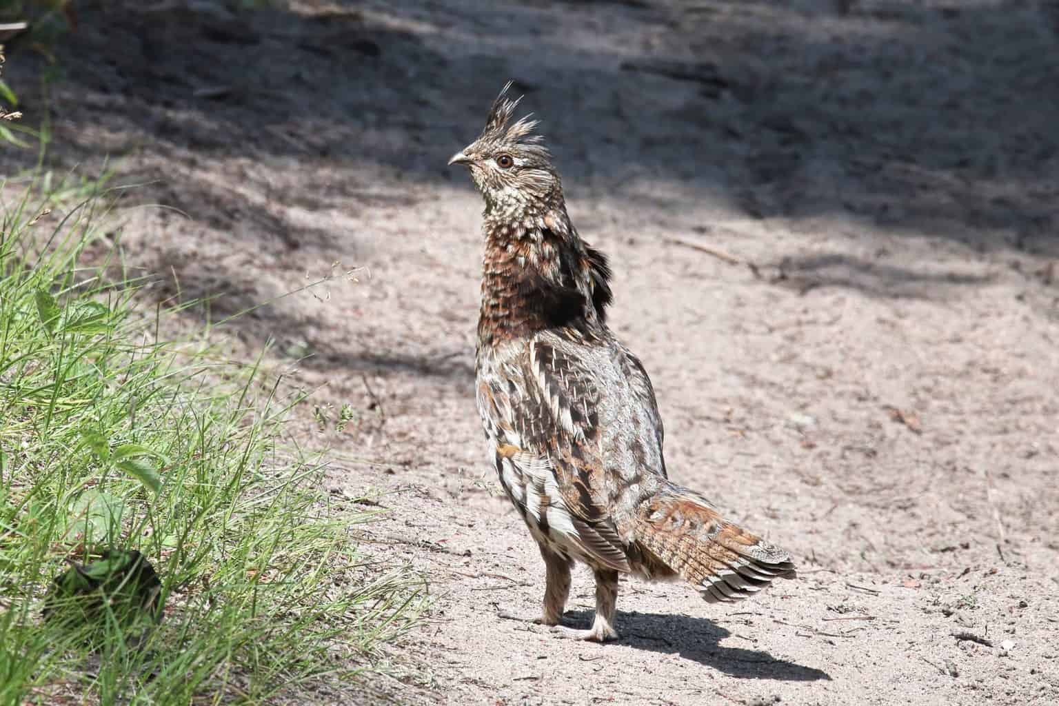 7 pájaros que parecen pavos